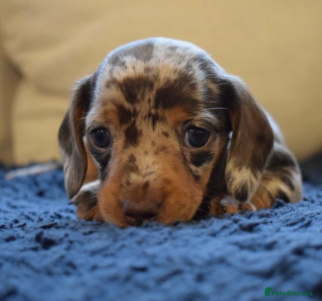 Miniature Dachshund dogs for sale: miniature dachshund puppies ready to reserve 🤍 - Image 22