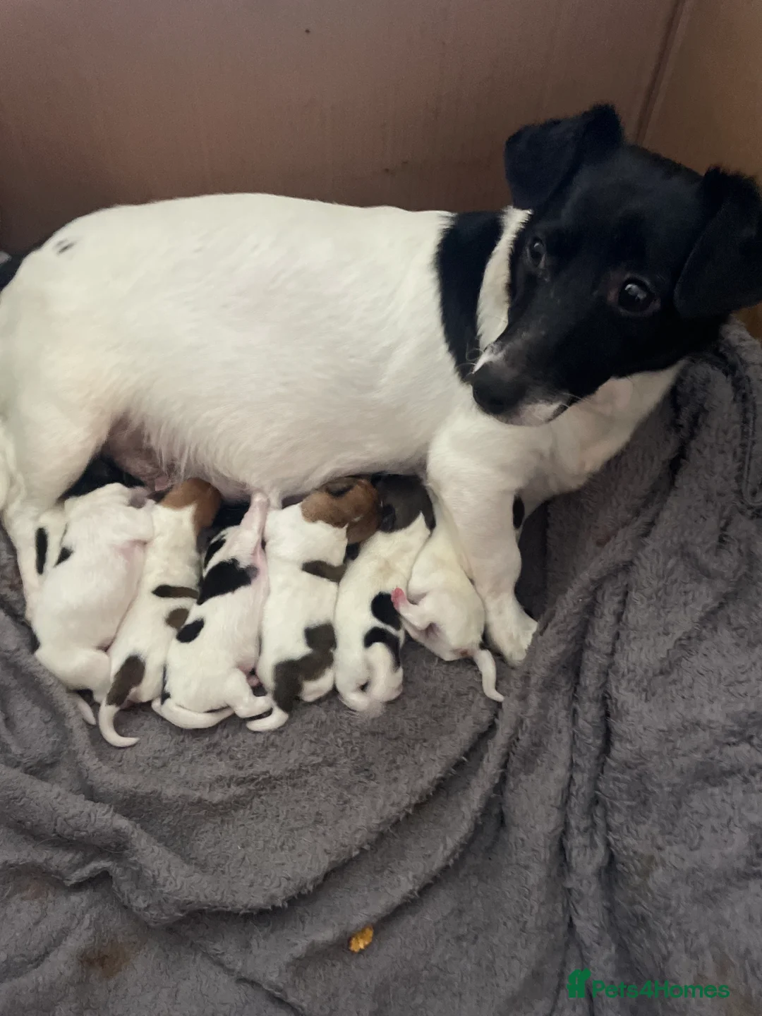 Jack Russell dogs for sale: Stunning short legged Jack Russells - Advert 20