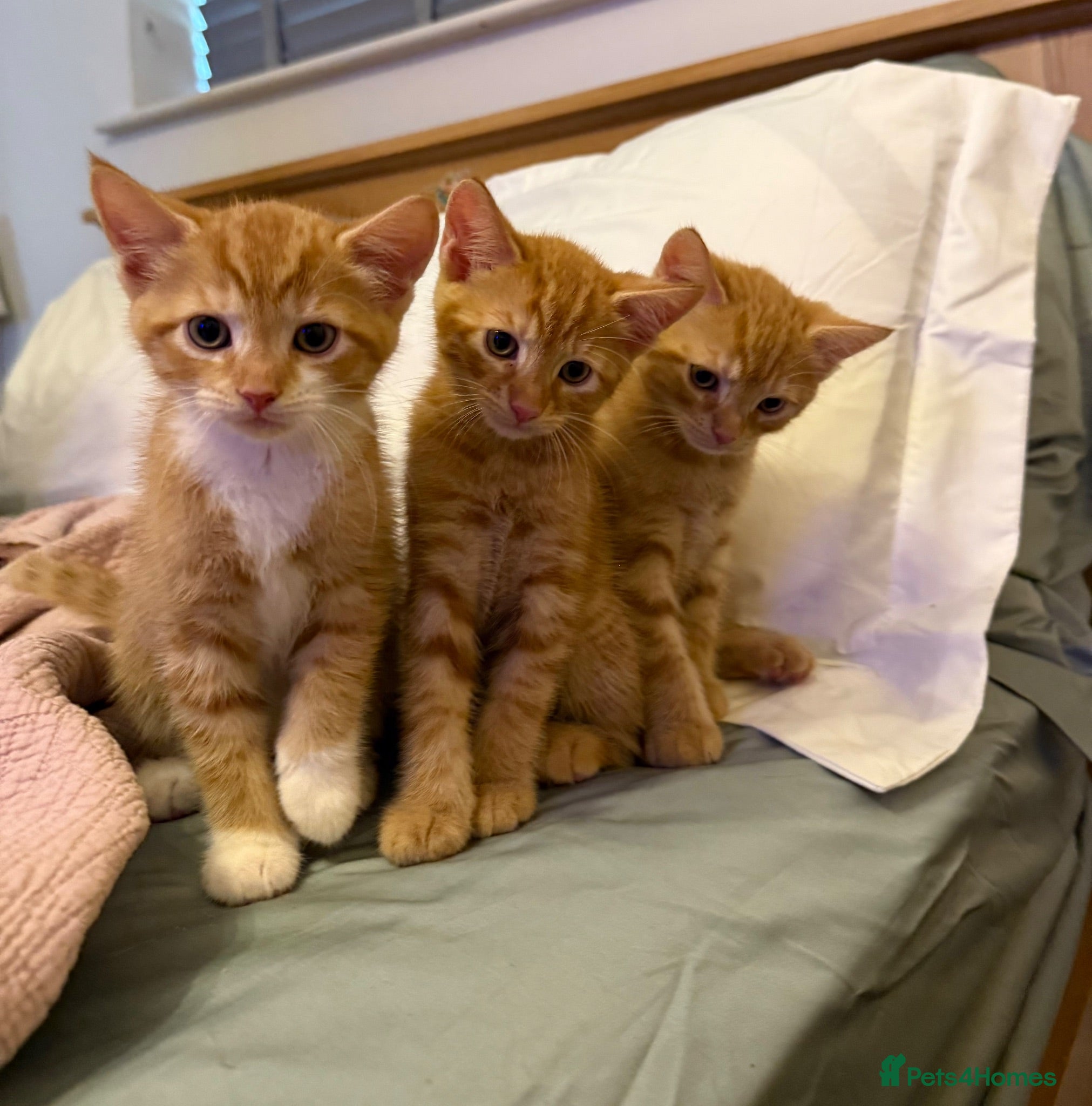 Mixed Breed cats 3 Playful & Sociable Ginger Kittens   - Advert 1