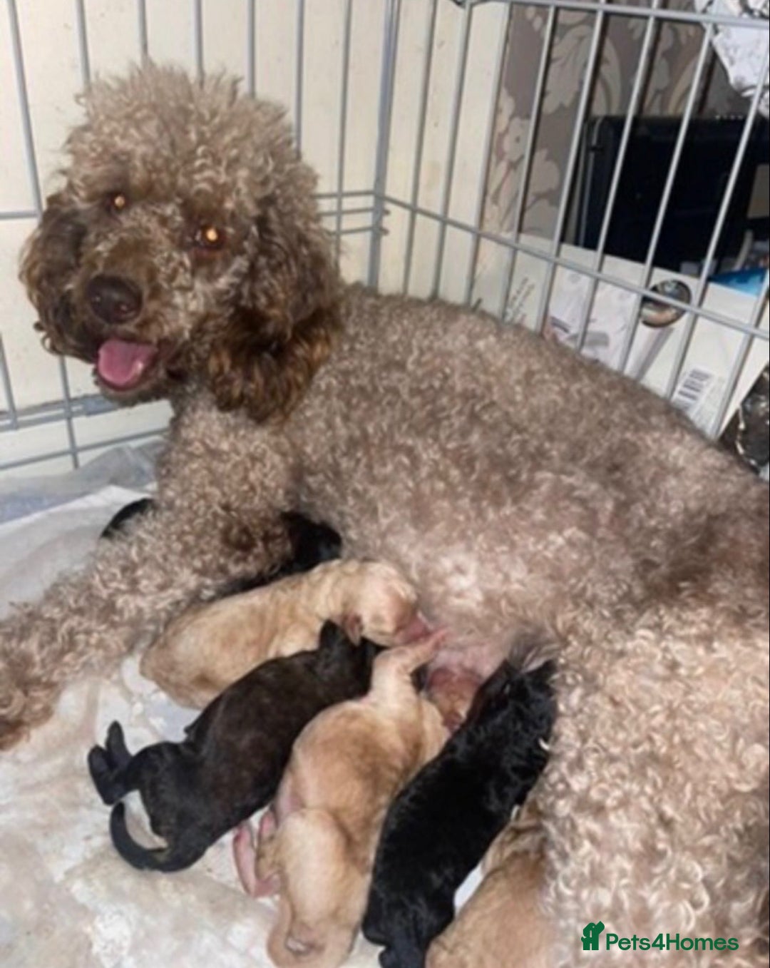 Miniature Poodle dogs for sale: Outstanding litter of mini poodles - Image 2