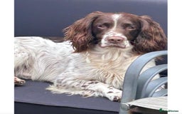 English Springer Spaniel dogs for sale: Kc reg working springer spaniel  - Image 6