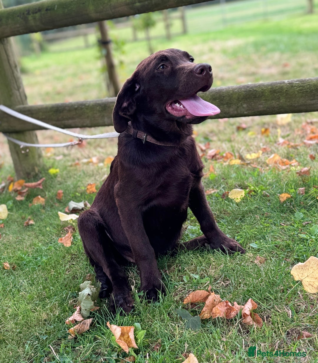 Labrador Retriever dogs for sale: Beautiful Dark Chocolate Labrador Retriever Bitch  - Image 4