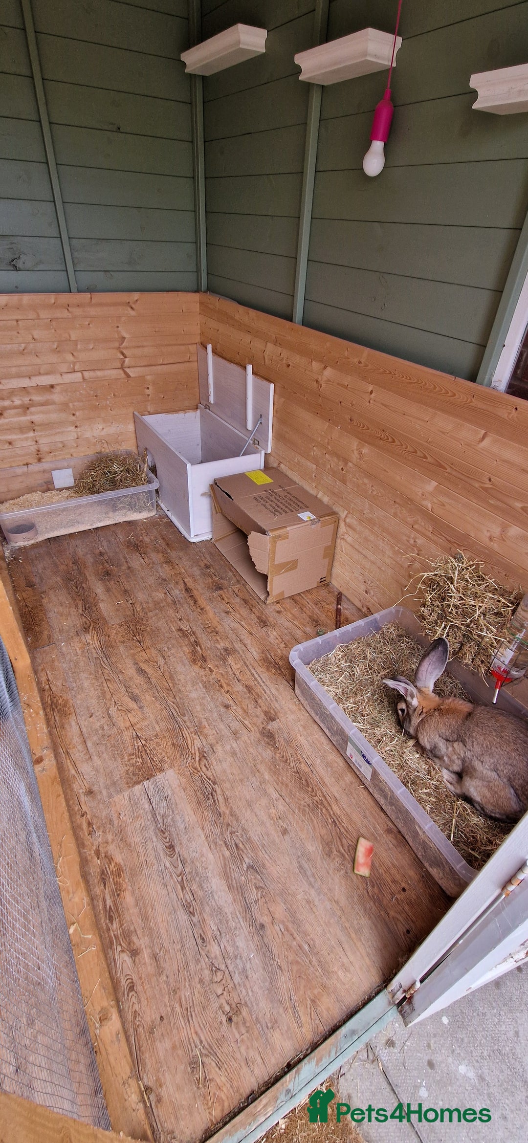 Continental Giant rabbits for sale: Giant continental cross  - Image 12