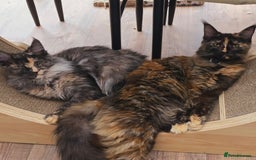 Maine Coon cats for sale: Two beautiful blue smoked mainecoon girls 4 sale  - Image 25