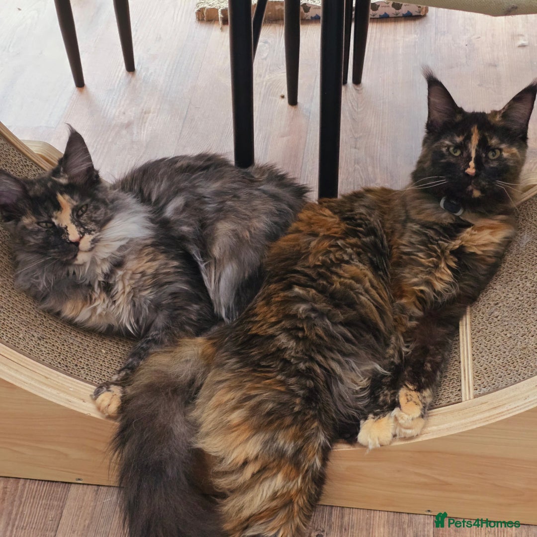 Maine Coon cats for sale: Two beautiful blue smoked mainecoon girls 4 sale  - Image 25