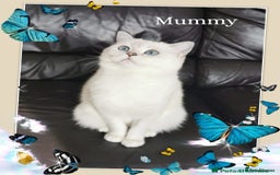 Scottish Fold cats for sale: Scottish Fold/Straight Kittens  - Image 3