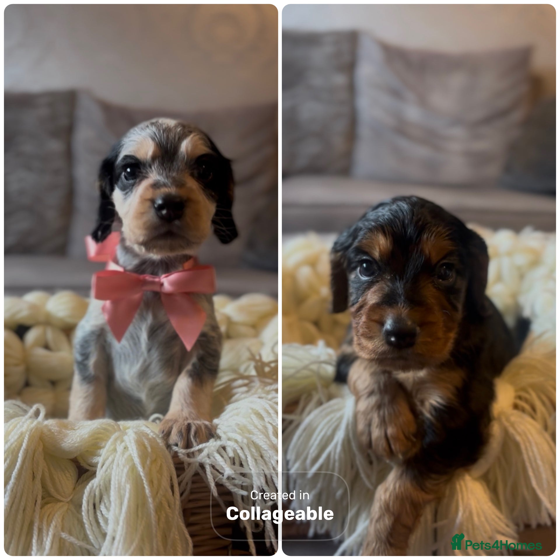 Cocker Spaniel dogs 2 out of 4 cocker spaniels puppies left  - Advert 1