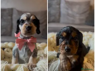 Cocker Spaniel dogs 2 out of 4 cocker spaniels puppies left - Advert 1