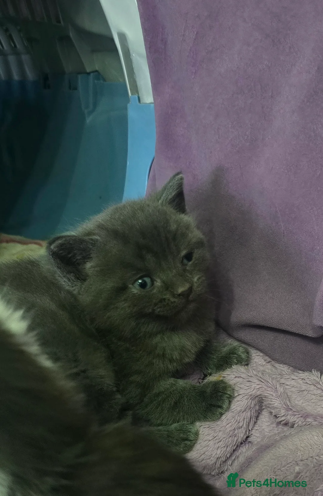 Mixed Breed cats for sale: Kitten  - Advert 7