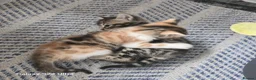 Mixed Breed cats for sale: Adorable Bengal x Shorthair Kittens  - Advert 14