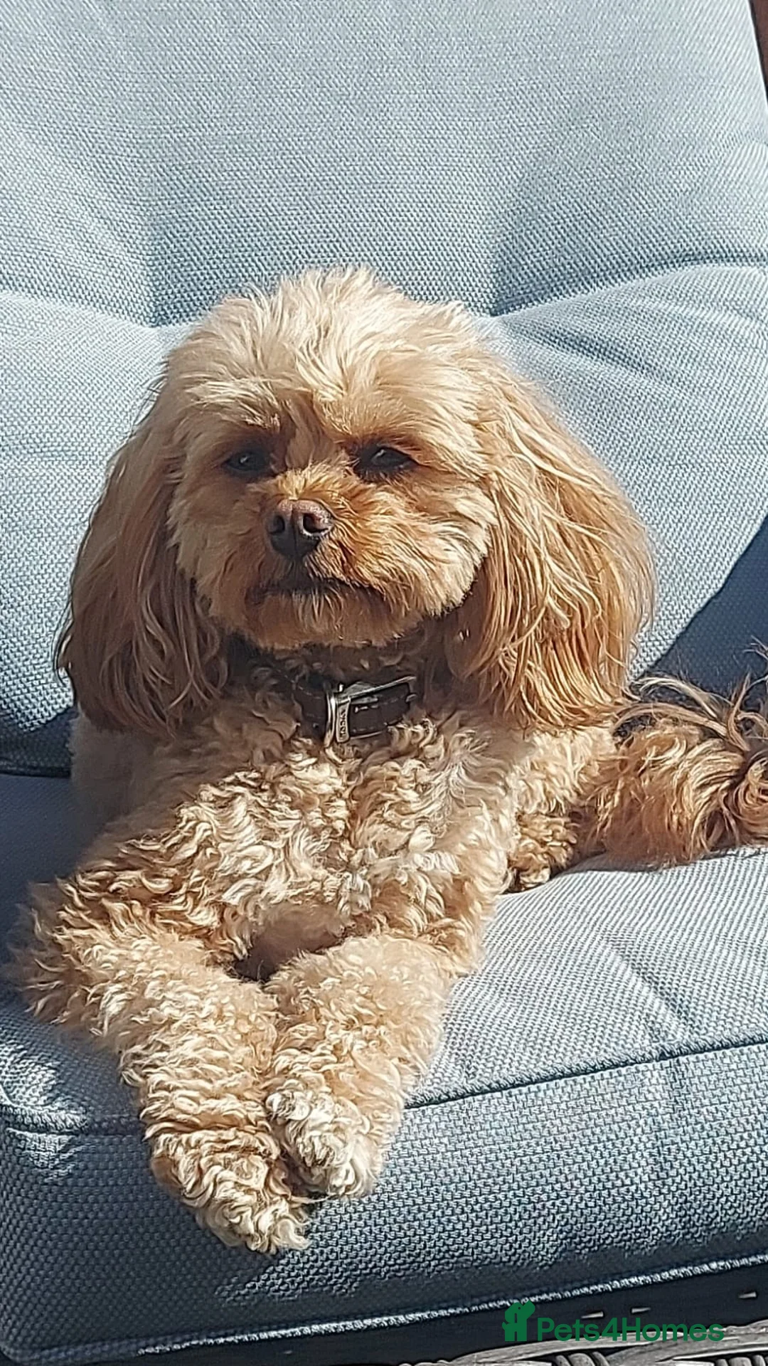 Cavapoo dogs for sale: Female cavapoo - Advert 2