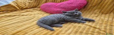 British Shorthair Kitten 9