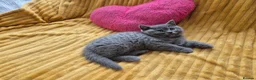 British Shorthair cats for sale:  Ready! GCCF parents with champions in line,BSH  - Advert 22