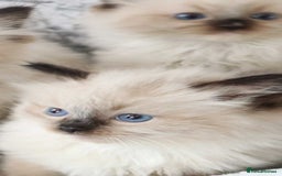 Ragdoll cats for sale: INDOOR FULL PEDIGREE RAGDOLL KITTENS - Image 28