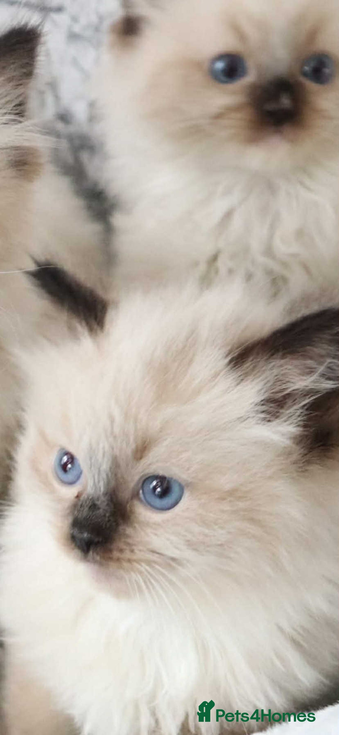 Ragdoll cats for sale: INDOOR FULL PEDIGREE RAGDOLL KITTENS - Image 28