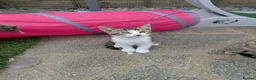 Bengal cats for sale: 😻😻 Beautiful Bengal Cross Kittens For Sale 😻😻 - Advert 25