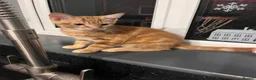 Mixed Breed cats for sale: Ginger male  - Advert 4