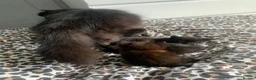Mixed Breed cats for sale: Kittens  - Advert 2
