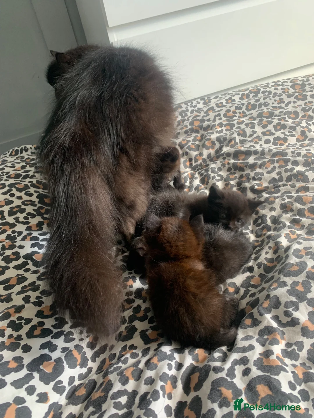 Mixed Breed cats for sale: Kittens  - Advert 2