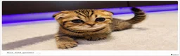 Scottish Fold cats for sale: Scotish Fold Kittens - Advert 1