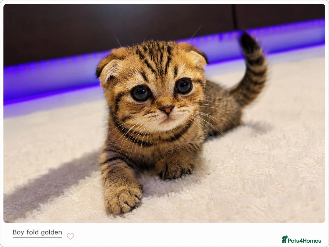Scottish Fold cats for sale: Scotish Fold Kittens - Advert 1