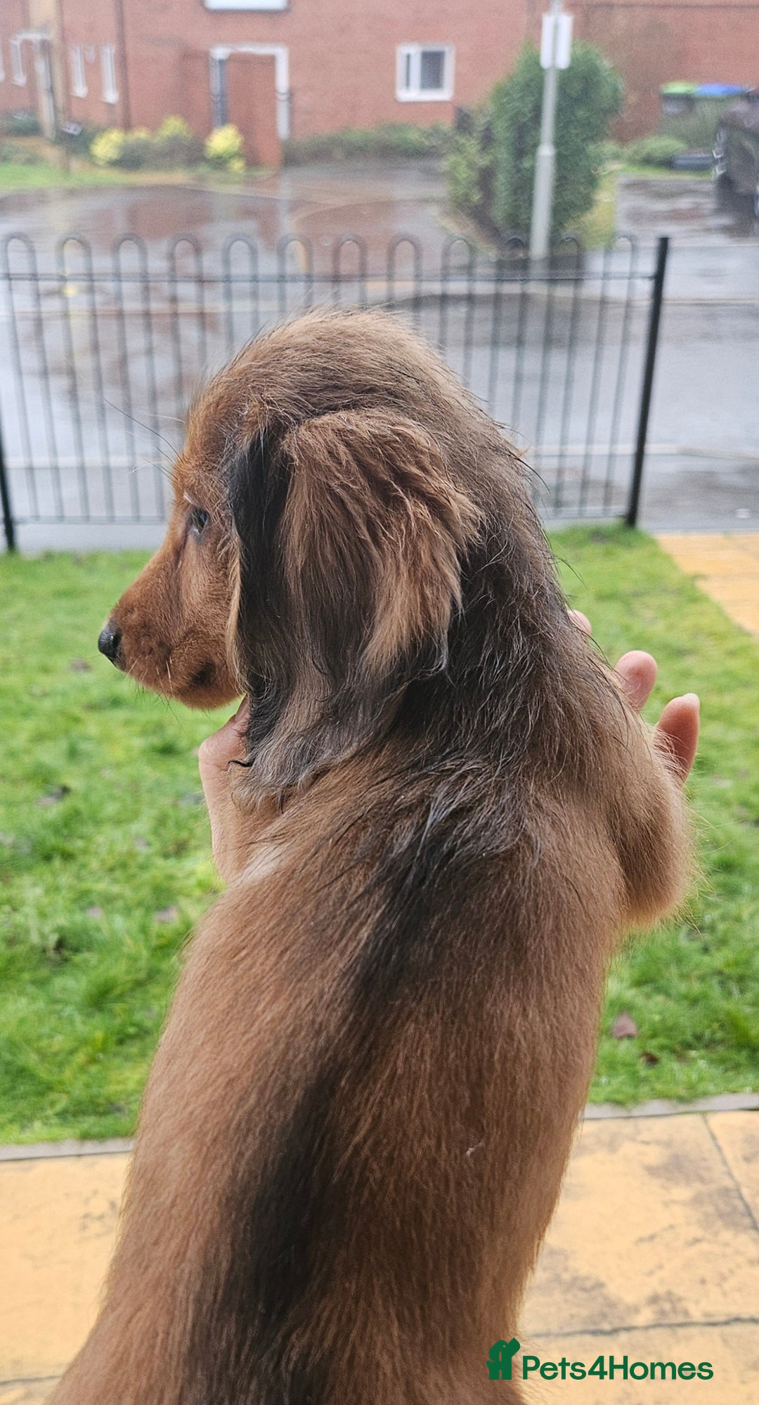 Miniature Dachshund dogs for sale: Ready now 🩵🩵🩵🩷 - Advert 35