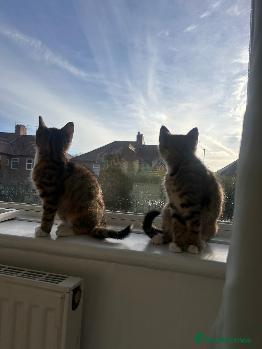 Mixed Breed cats for sale: Tabby kittens  - Image 3