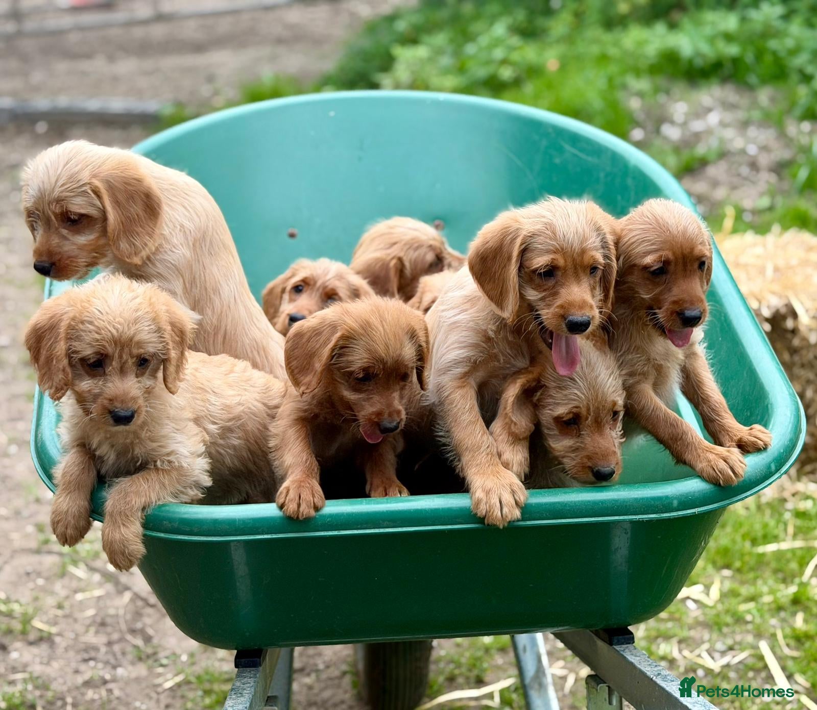 Labradoodle dogs Beautiful F1 Mini Labradoodle Puppies  - Advert 1