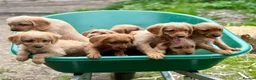Labradoodle dogs for sale: Adorable Small Labradoodle Puppies - Advert 21