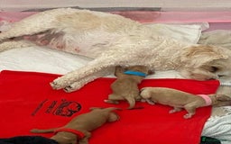 Poodle dogs for stud: Extensively Heath Tested Deep Red Tiny Toy Poodle in Mansfield - Image 25