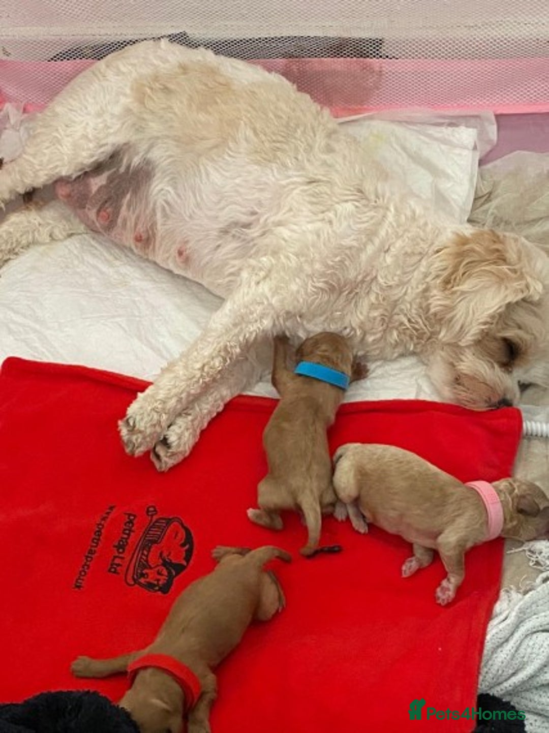Poodle dogs for stud: Extensively Heath Tested Deep Red Tiny Toy Poodle in Mansfield - Image 25