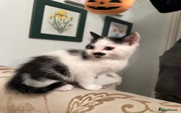 British Longhair cats for sale: Sweetie - Image 7