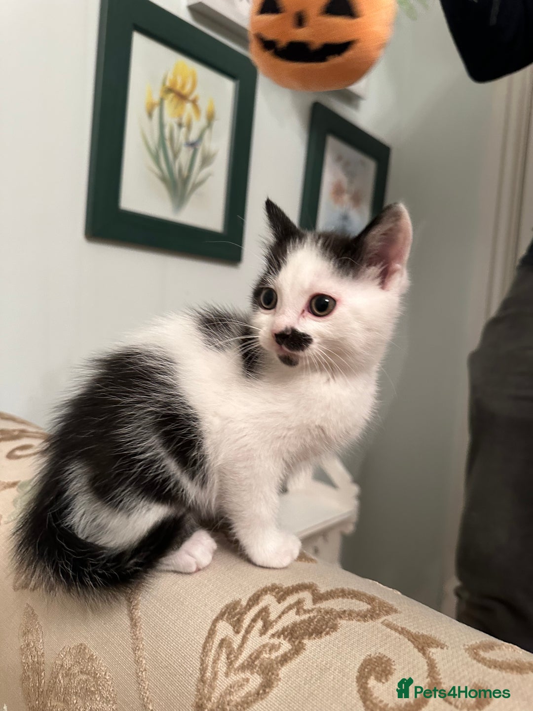 British Longhair cats for sale: Sweetie - Image 7