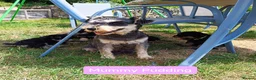 Schnoodle dogs for sale: ❤️ Stunning Schnoodles ❤️ in Llandeilo - Advert 7