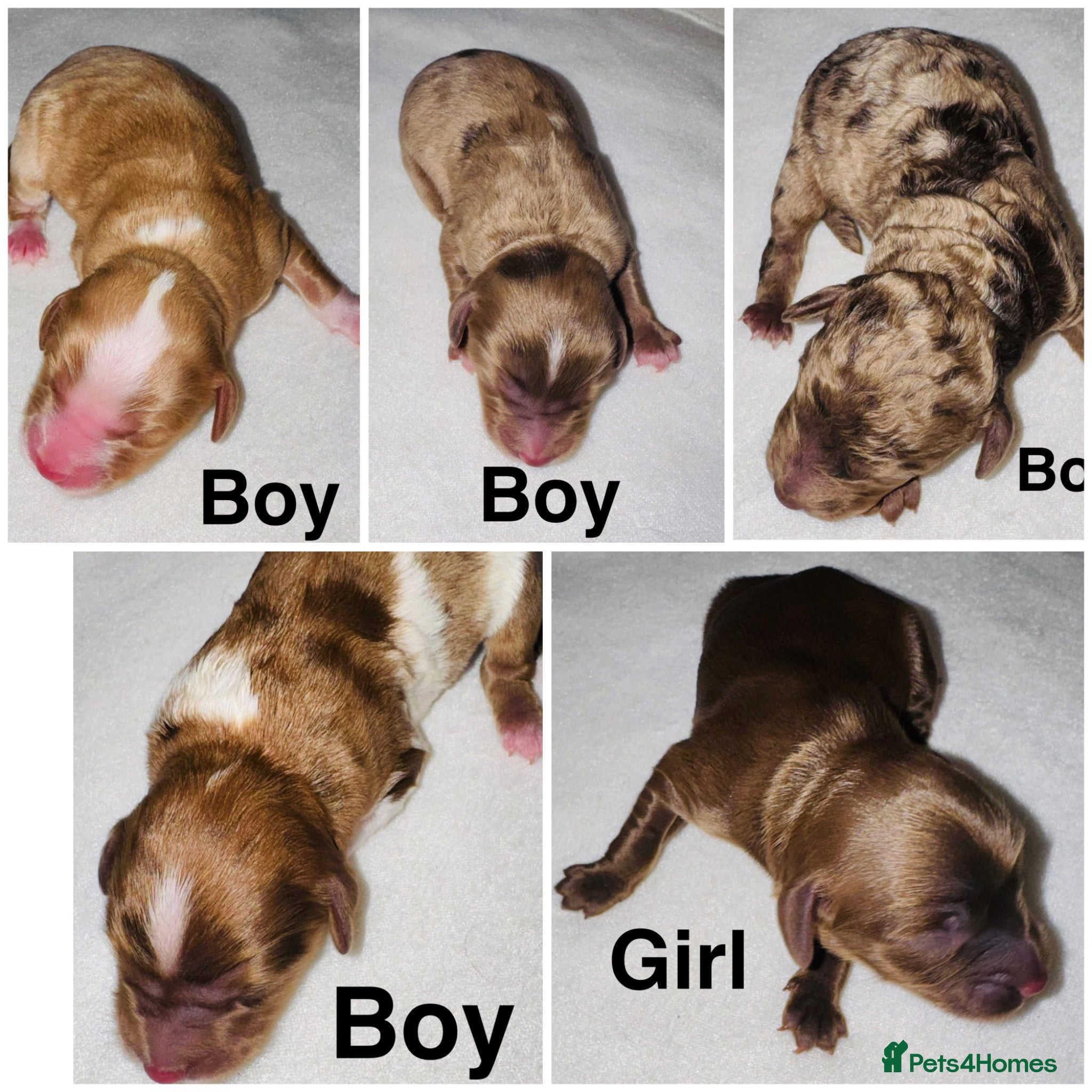 Cockapoo dogs DNA TESTED, Outstanding Cockapoos Ready 5th JULY - Advert 1