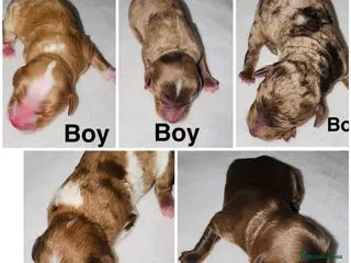 Cockapoo dogs DNA TESTED, Outstanding Cockapoos Ready 5th JULY - Advert 1