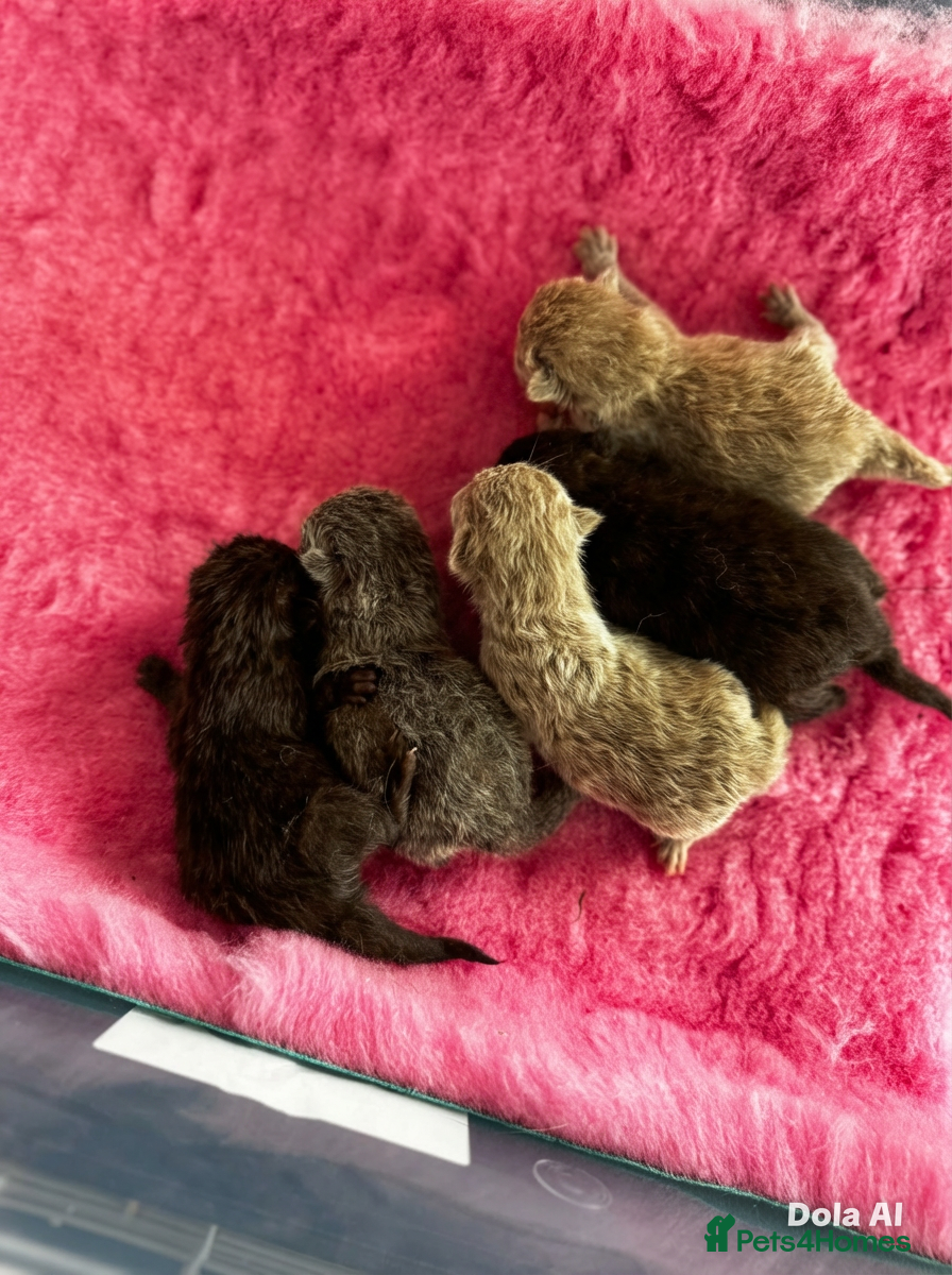 British Shorthair cats British Blue Short Hair Kittens  - Advert 1