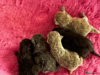 British Shorthair cats British Blue Short Hair Kittens - Advert 6