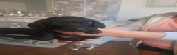 Dachshund dogs for sale: Wire haired daschound teckles - Advert 13