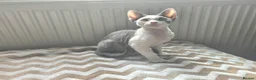Devon Rex cats for sale: Dashing Devons - Advert 7