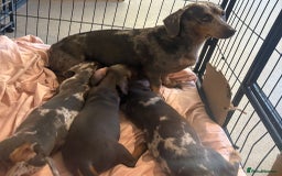 Dachshund dogs for sale: Dachshund puppies  - Image 8