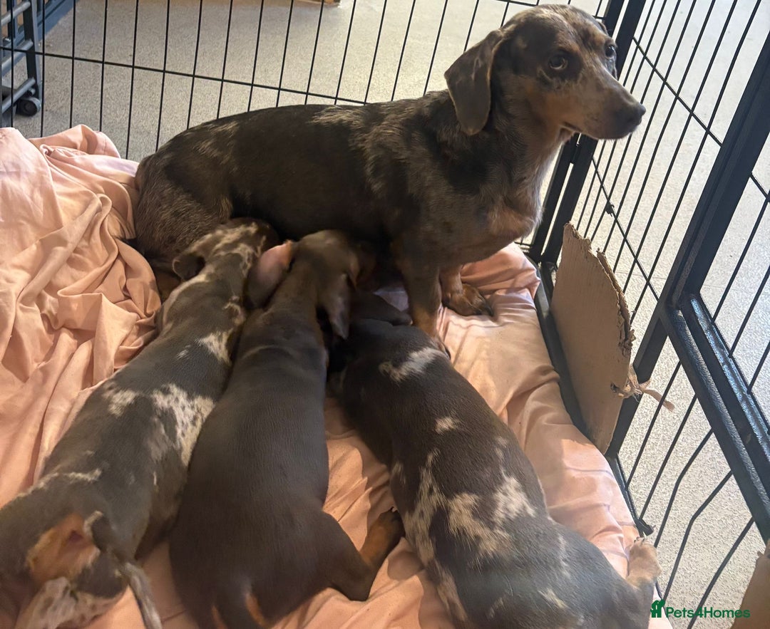 Dachshund dogs for sale: Dachshund puppies  - Image 8