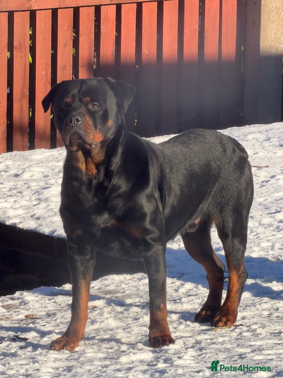 Rottweiler dogs for sale: Champion Bloodline Old School Rottwieler! - Advert 2