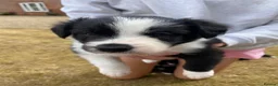 Border Collie dogs for sale: Border collie puppies  in Norwich - Advert 8