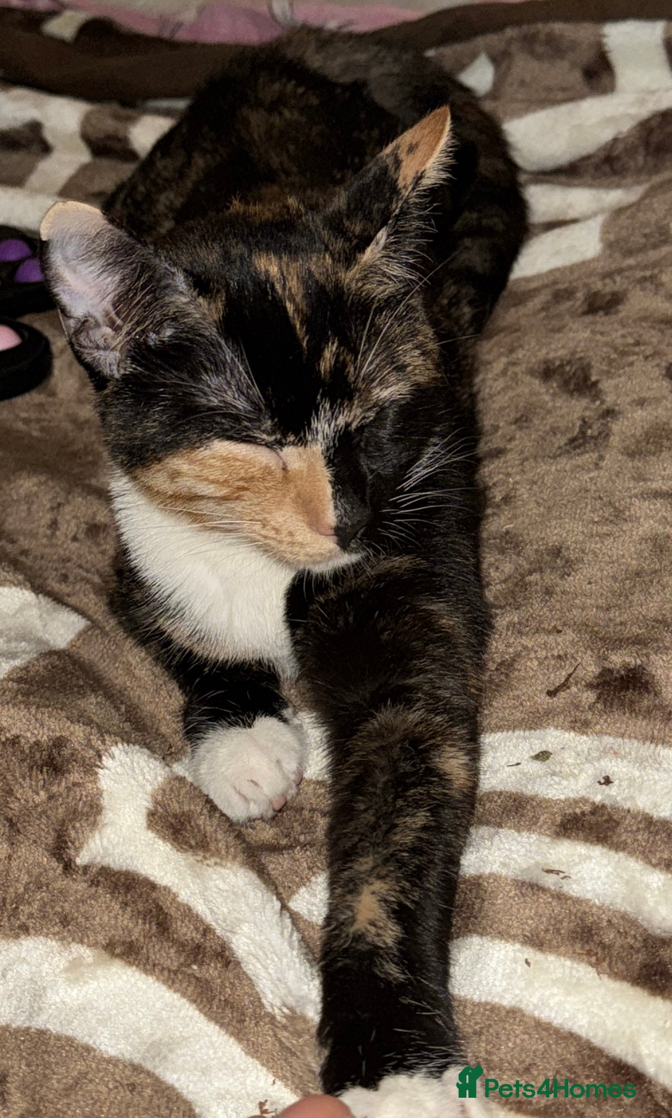 Mixed Breed cats Girl mixed breed 7 months old  - Advert 2