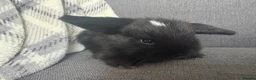Mini Lop rabbits for sale: Beautiful fluffy mini lops  - Advert 6
