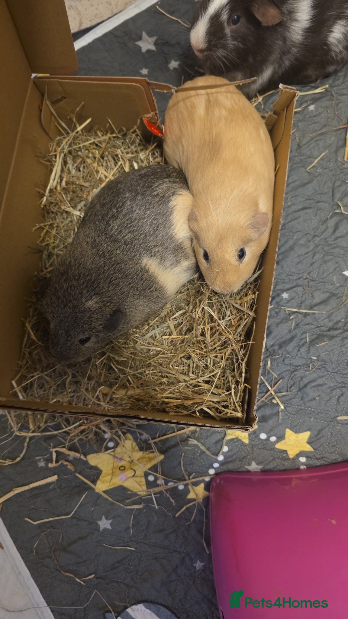 Guinea Pig rodents Guinea pigs for rehome - Advert 8