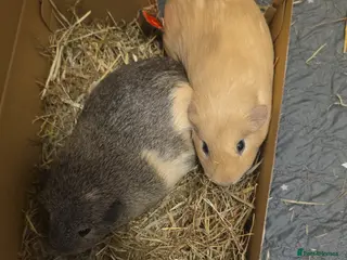 Guinea Pig rodents Guinea pigs for rehome - Advert 8