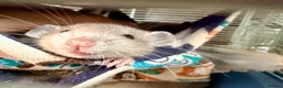 Rat rodents for sale: 5 weeks Adorable & Friendly Baby Fancy Rats - Advert 16