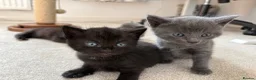 British Shorthair cats for sale: British shorthair cross kittens - Advert 6